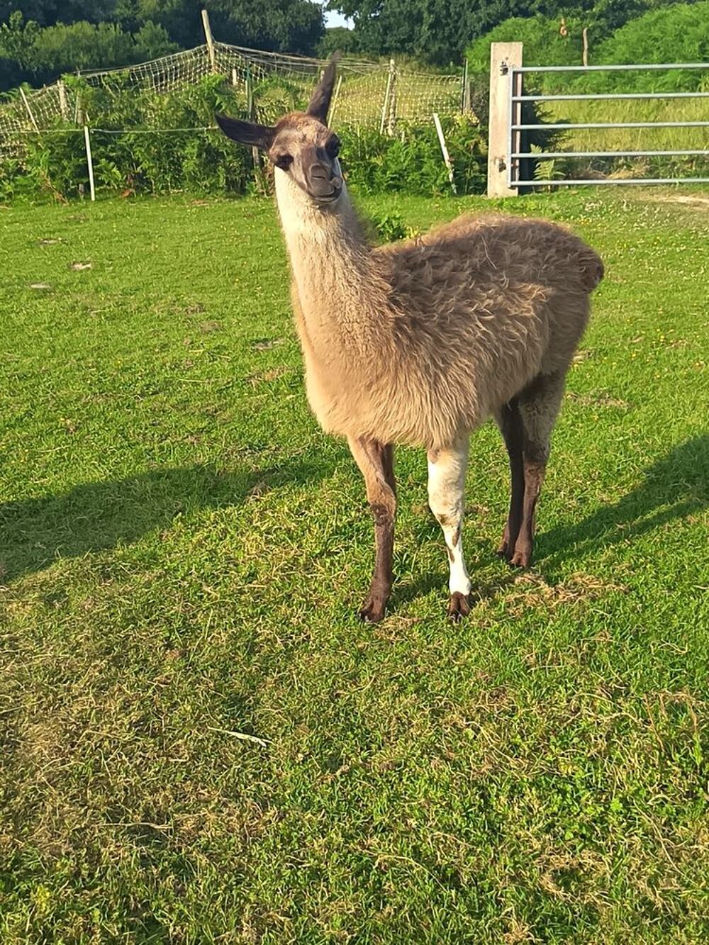   Lama mâle 7 mois  
