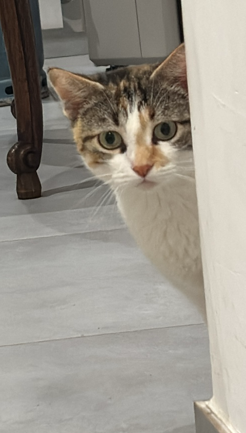 Kiara, Chatte tricolore 2 ans 150 62149 Annequin