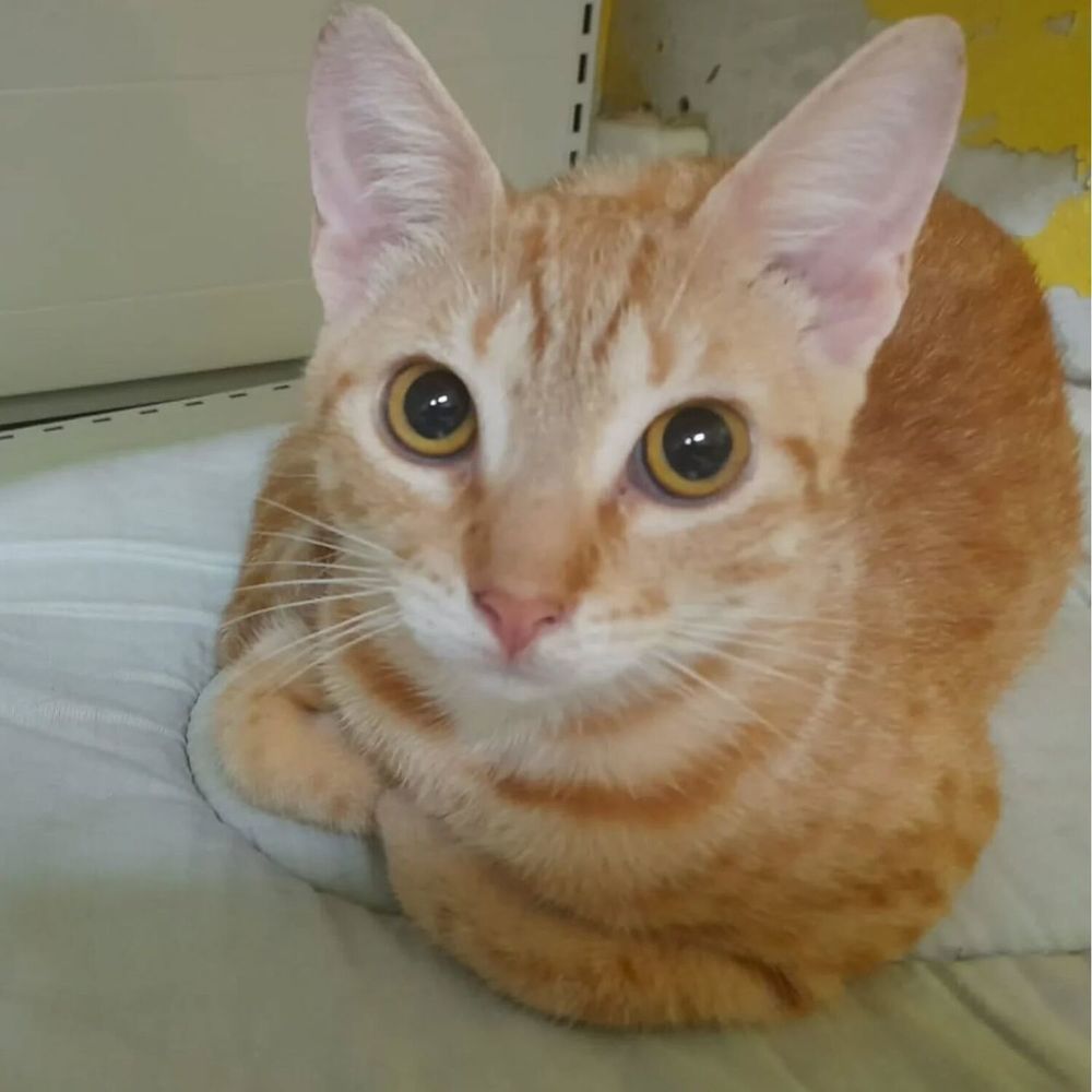   ✨️ DORY ✨️ 🐱 