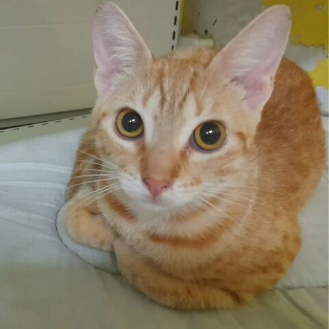 ✨️ DORY ✨️ 🐱 0 72000 Le mans