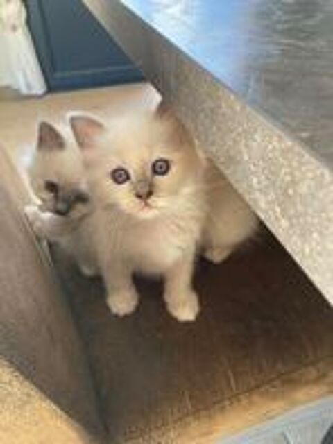  Adorables chatons sacré de birmanie 