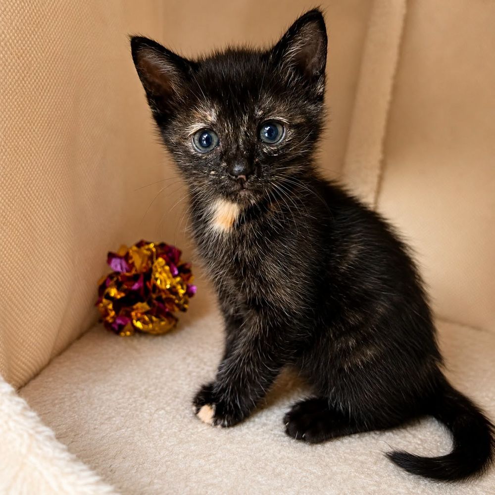   Chaton ARYA 