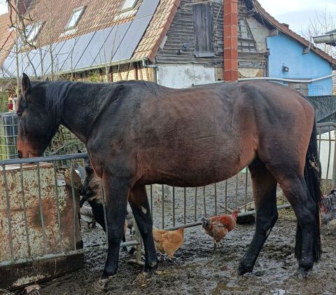 Cheval 1200 76590 La chauss�e