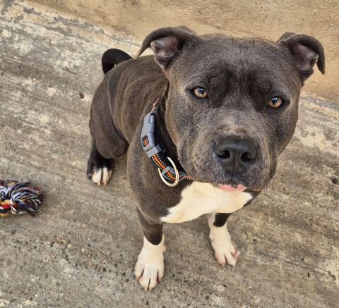 BABAR, staffie gris souris, 3 ans 220 34500 B�ziers