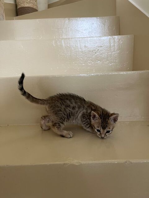 Chatons type Bengal 975 95400 Arnouville-ls-gonesse