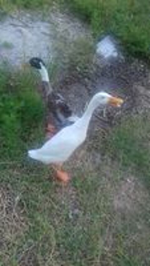   canard ornement 