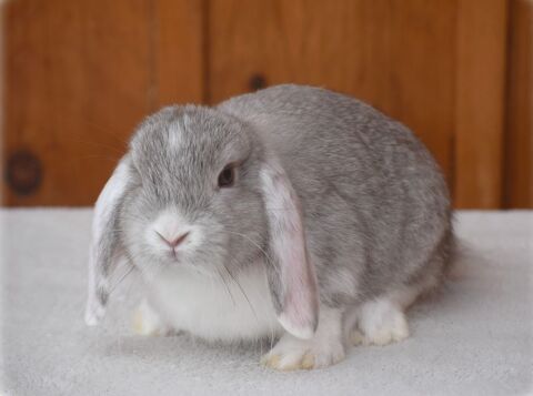 Lapins Nains B&eacute;liers 0 74930 Arbusigny