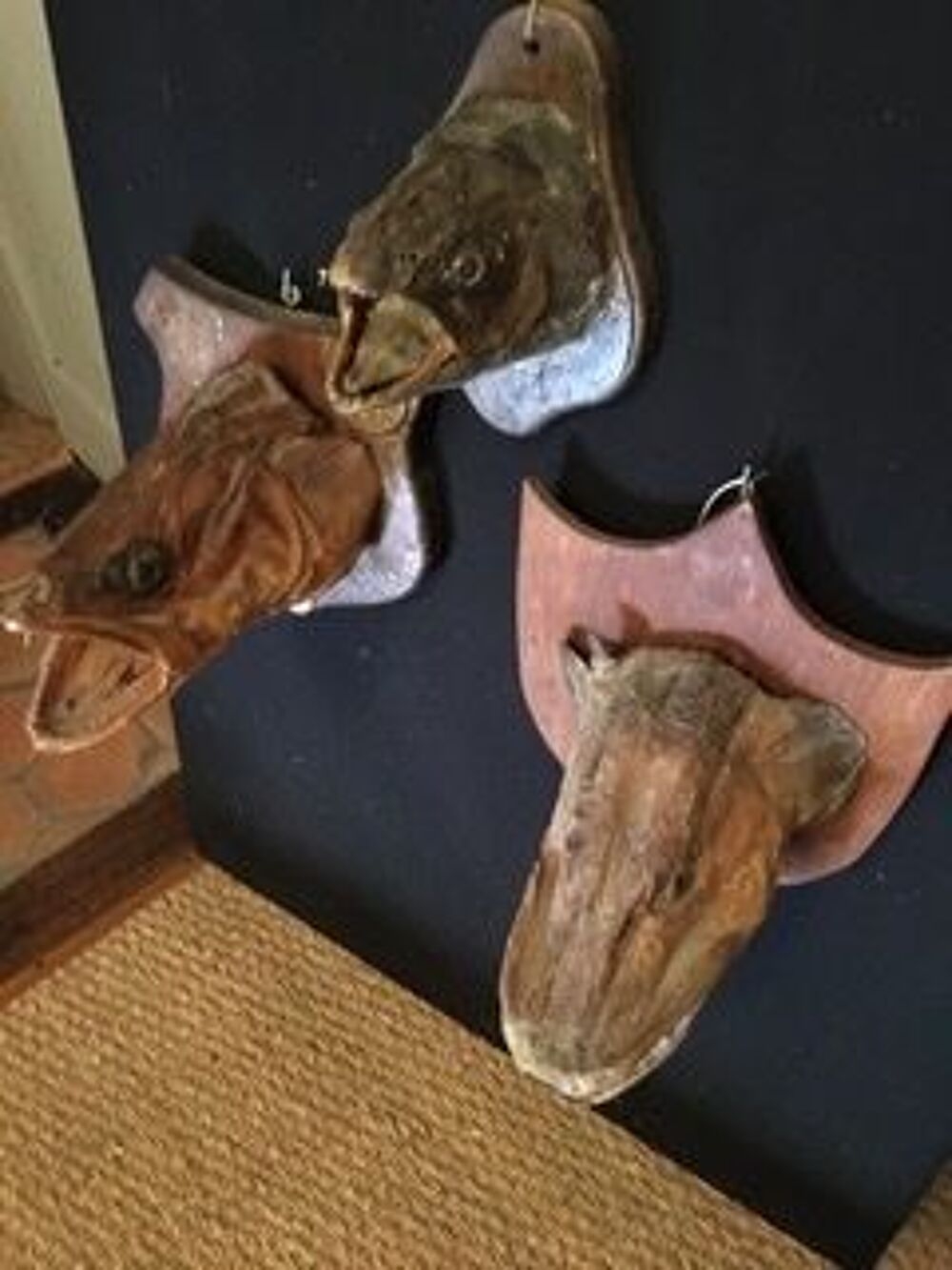 Lot Troph&eacute;es de p&ecirc;che sur &eacute;cusson en bois Décoration