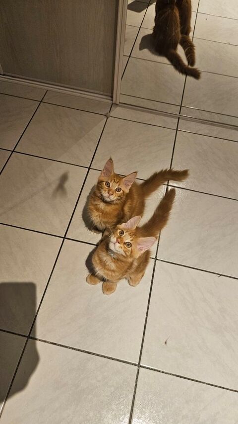 CHATONS A L ADOPTION ET 1000 66280 Saleilles