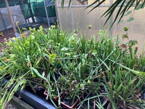 PLANTES CARNIVORES Sarracenia purpurea excellens et flava 50 Seyssel (74)