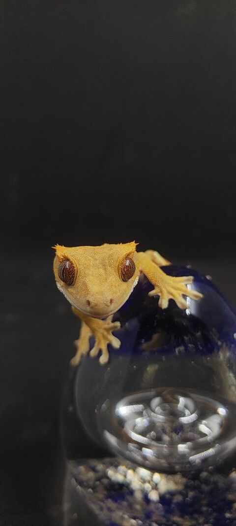 Correlophus ciliatus 80 31860 Pins-justaret