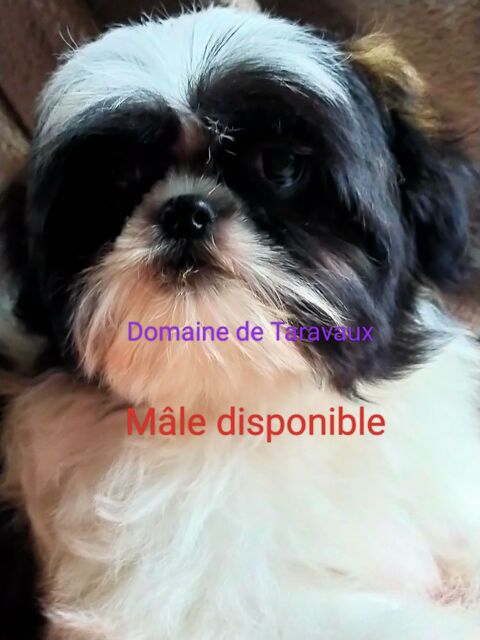 Chiots SHIH-TZU 850 03100 Montluon