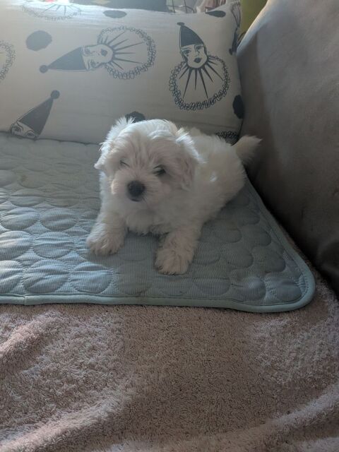 Bichon maltais &agrave; adopter, chiot femelle 0 34070 Montpellier