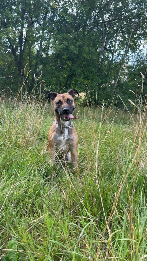 Bonjour , je donne mon malinois berger belge  0 83250 La londe-les-maures