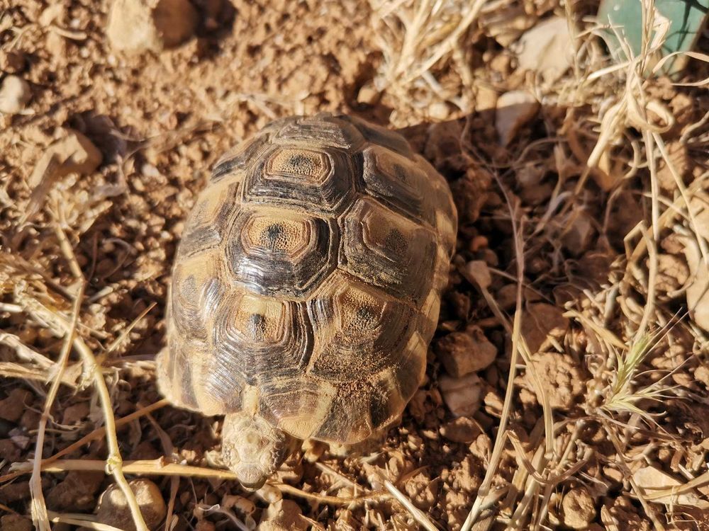   Tortue de terre graécca 4 ans 