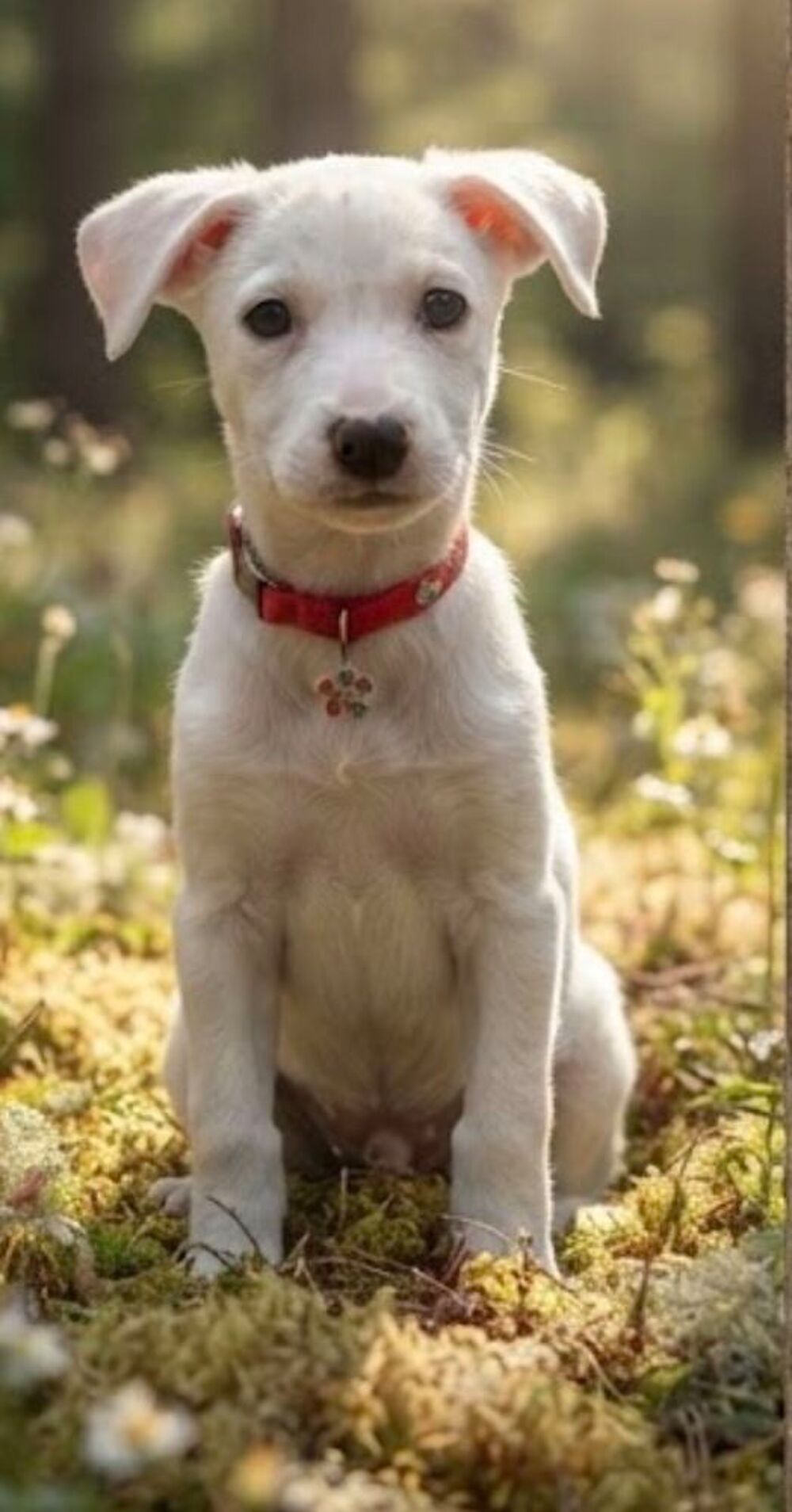 Magnifique chiot Jack Russel Puériculture