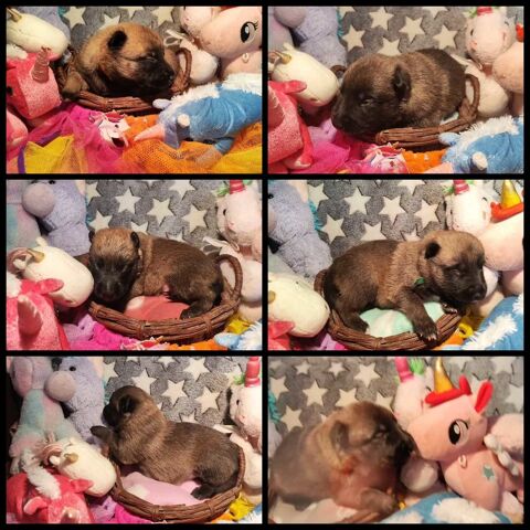 Berger belge 950 33350 Pujols