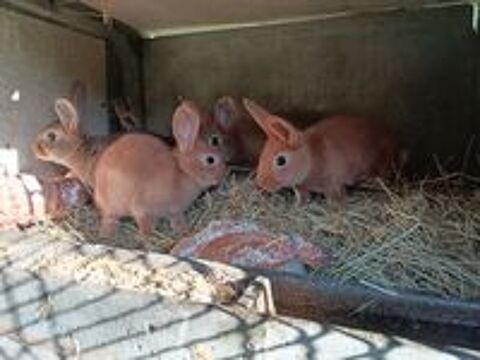   lapins de cabane 