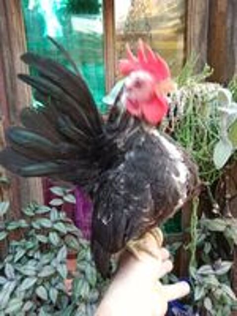   Coq serama Malais 