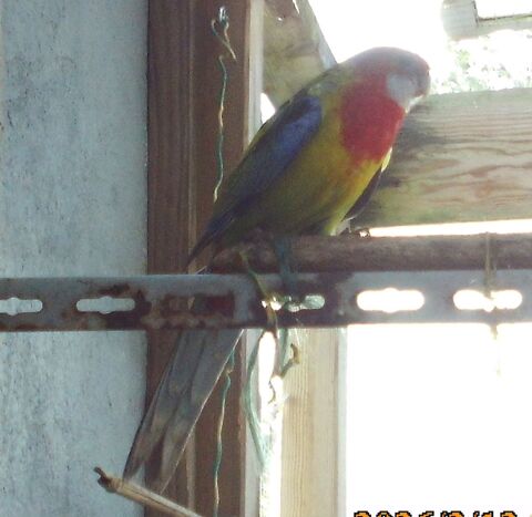 Couple palliceps/Omnicolor 120 44390 Nort-sur-erdre