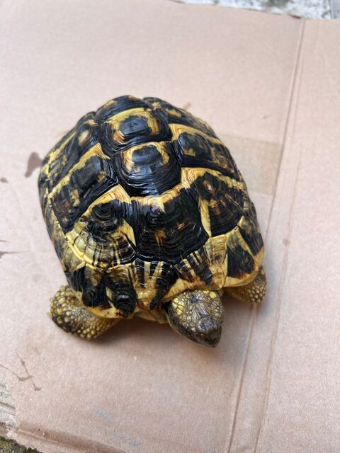Tortues, méditerranéenne femelle de 10 ans 350 30000 Nmes
