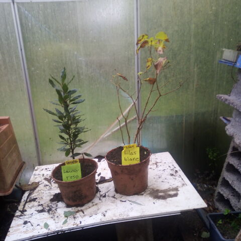 Plantes ornementales et vivaces. 4 Largeasse (79)