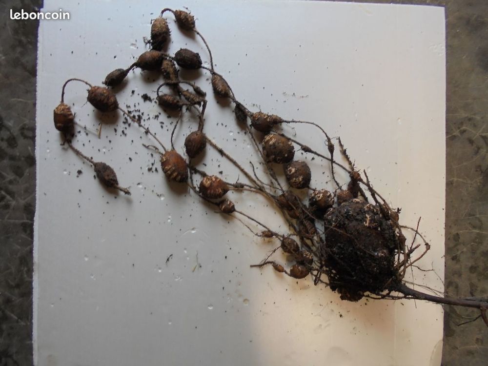 Plant rare vivace ancien perpetuel graines Jardin