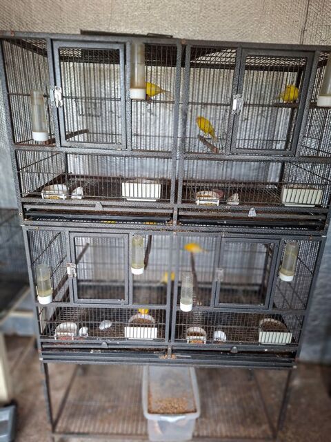 canaris 30 85310 Saint-florent-des-bois