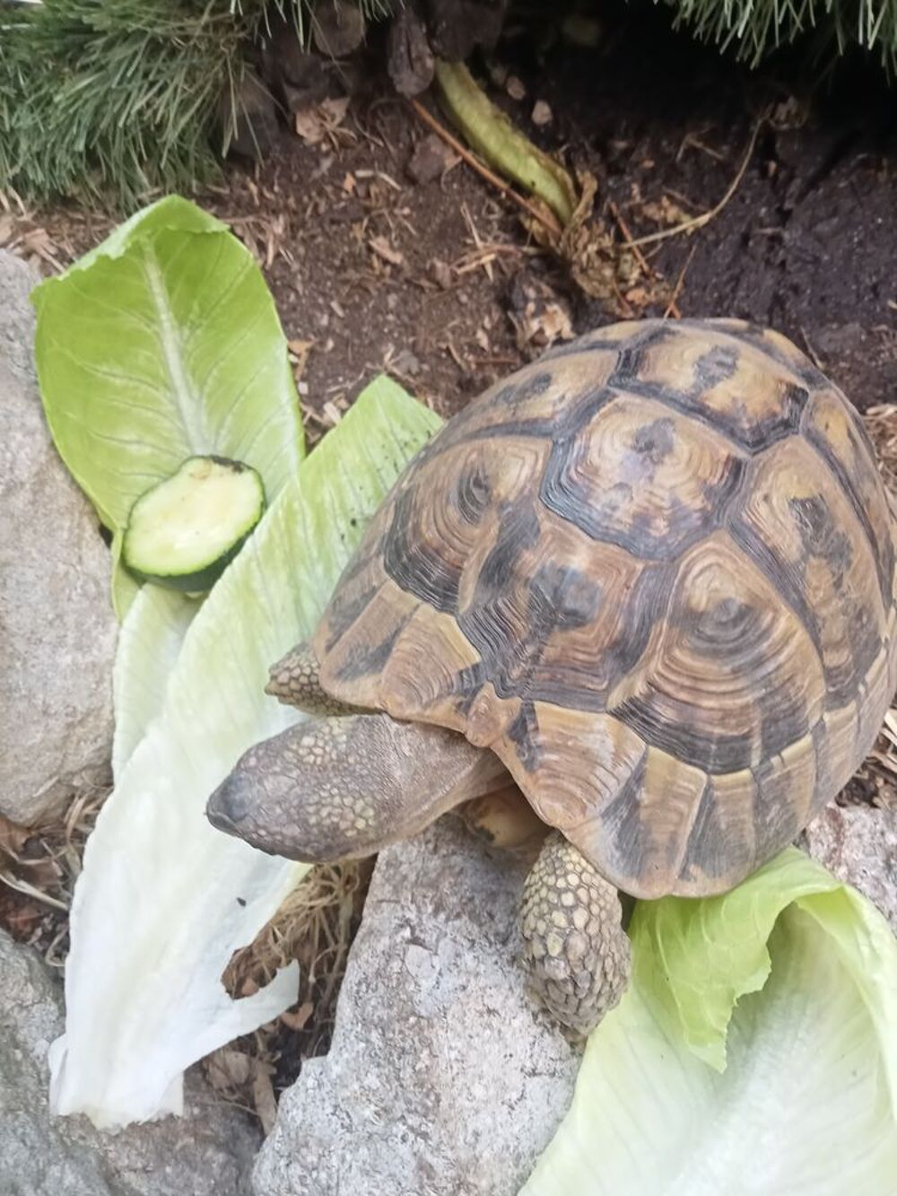   Tortue de terre  