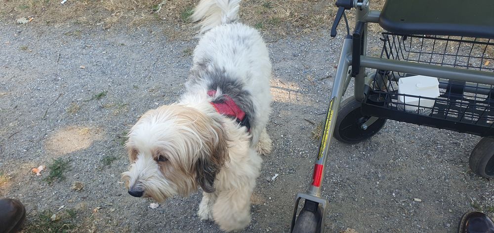 Je suis Audrey Invalide je recherche petit manteau chien V�tements