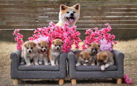 Chiots AKITA INU LOF 1700 44450 La chapelle-basse-mer