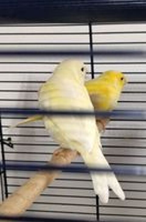   Cinq canaris  