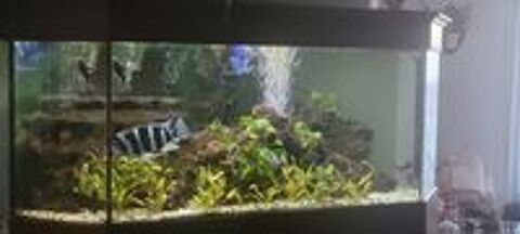   Aquarium d'angle en 2 niveaux (450L+150L) 