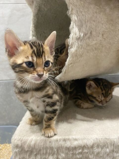 Magnifiques petits chatons Bengal 850 49600 Le fief-sauvin