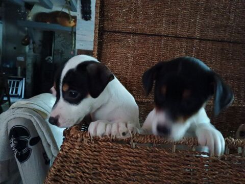 2 magnifiques chiots jack Russell &agrave; l adoption . 1000 49160 Saint-philbert-du-peuple