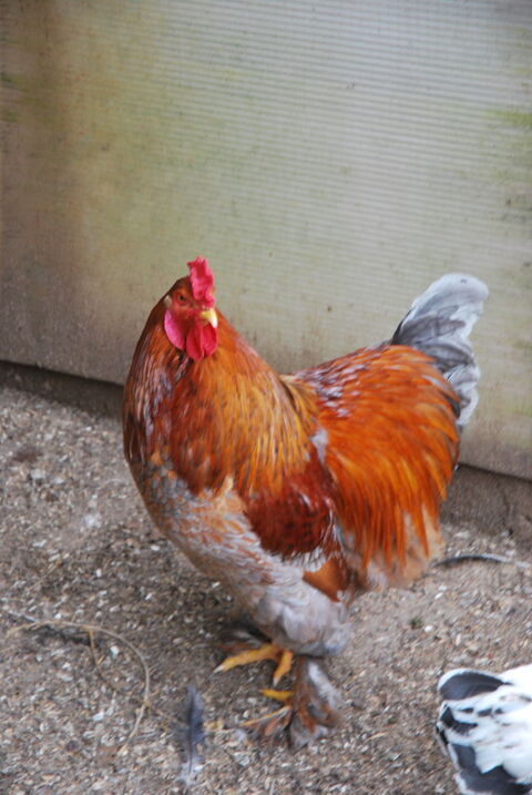 coq brahma maille bleu 35 83170 Brignoles