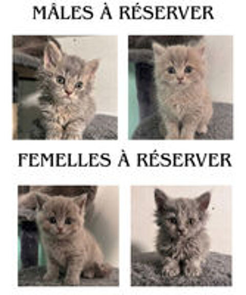   Chaton de race Selkirk 