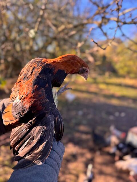 coquelet araucana 10 62260 Cauchy--la-tour
