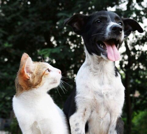 v&eacute;hicule 0 13300 Salon-de-provence