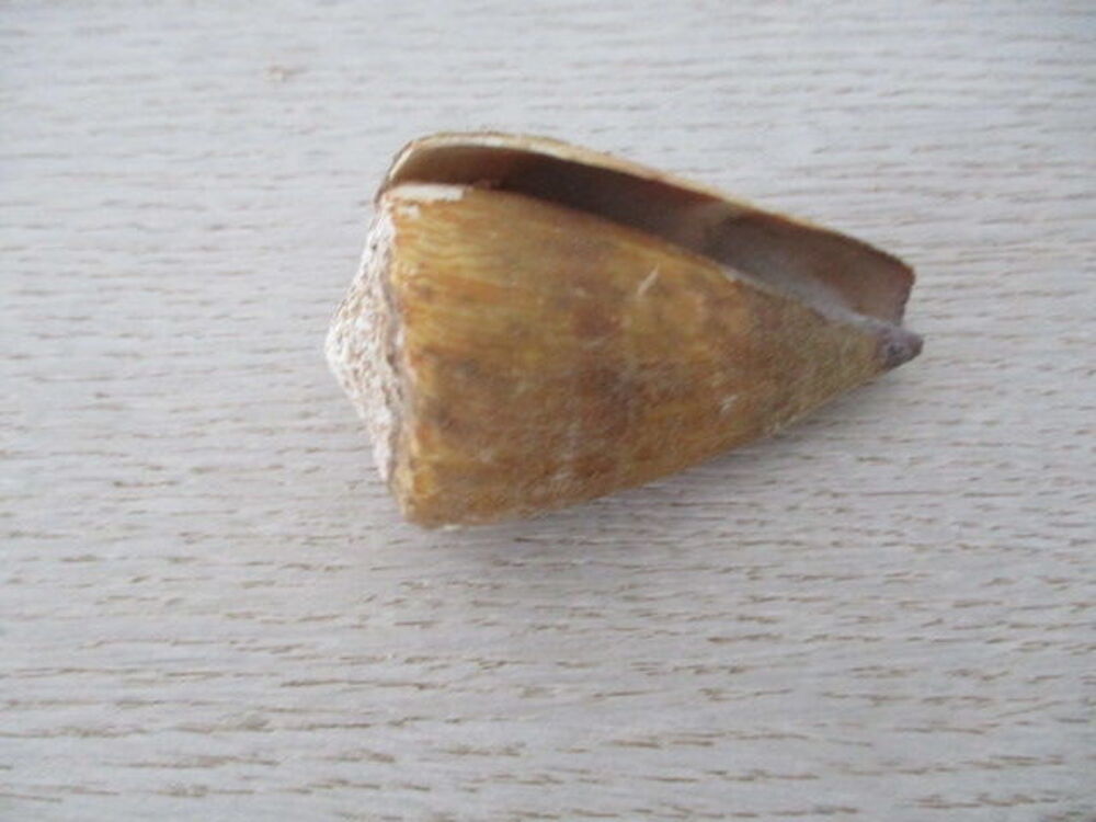 coquillage 