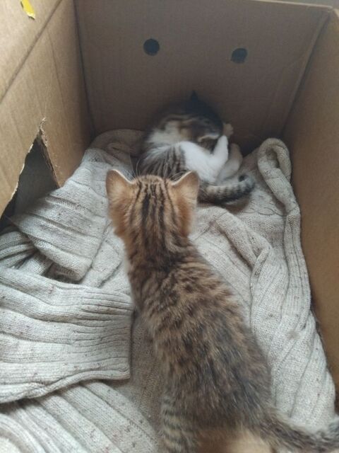 Donne adorable  petits chatons 0 03140 Chantelle