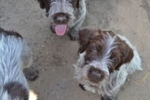   chiots Griffon Korthals 