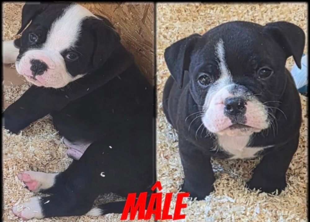    chiot continental bulldog 