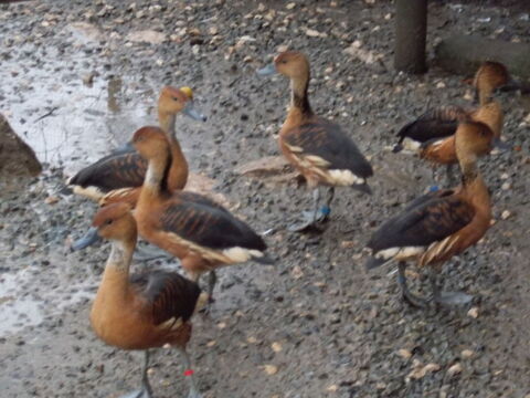 CANARD DENDROCYGNES FAUVE 80 01400 Condeissiat