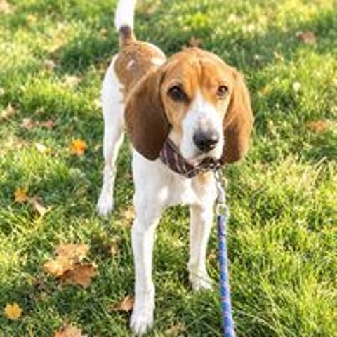   Tropico - beagle de 4ans 