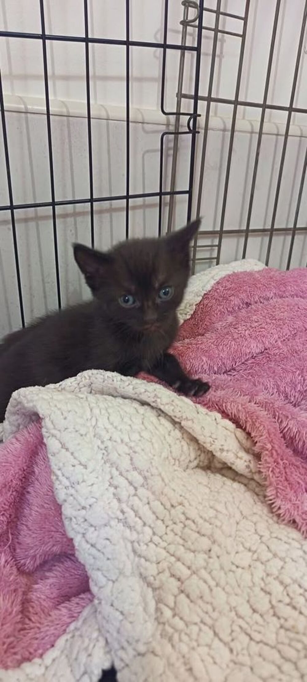   Chat ARMANI à l adoption 
