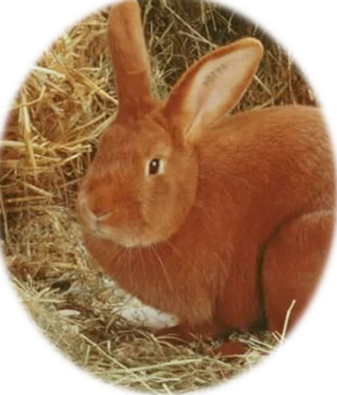 M&acirc;le fauve de Bourgogne 0 27290 Montfort-sur-risle