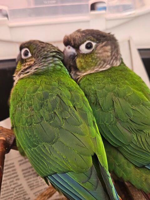 Connur 4 moi 250 06400 Cannes