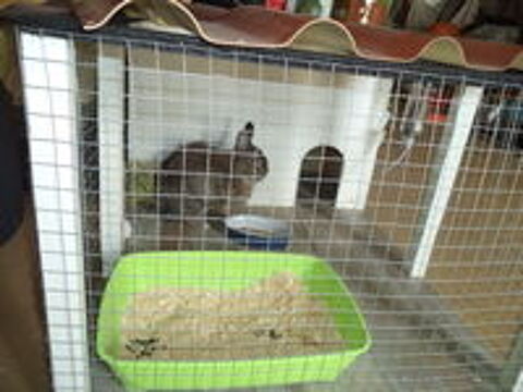   Belle et grande cage + lapin 