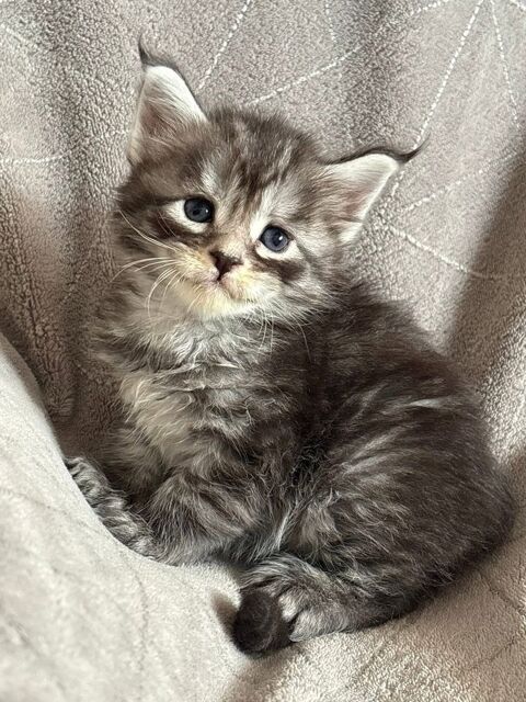 Chatons Maine coon LOOF 1450 30800 Saint-gilles